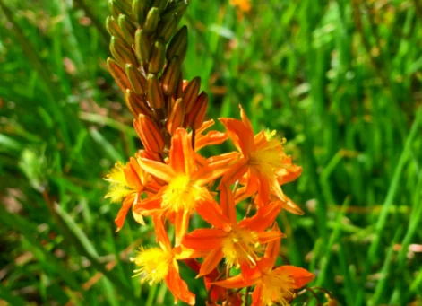 stalked bulbine 2
