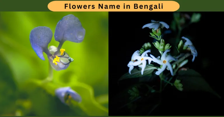 Flowers Name in Bengali with Pictures English & Scientific Names