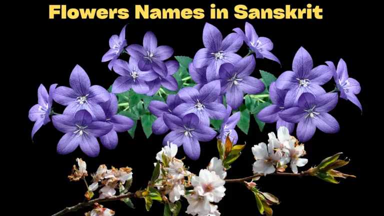 Flowers Names in Sanskrit