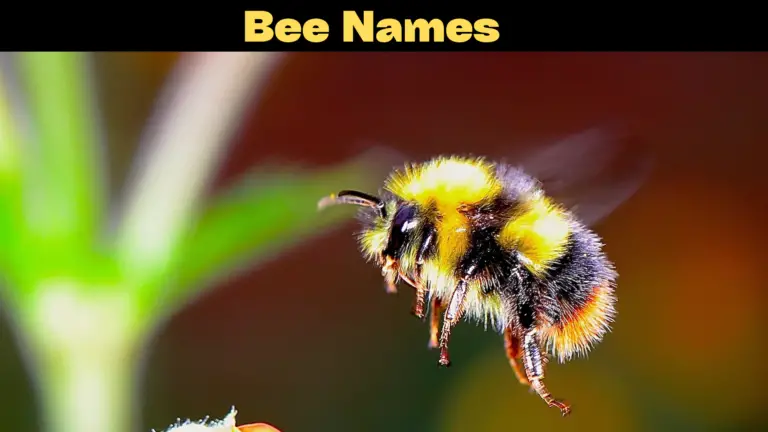 300+ Unique Bee Names Ideas For Pet Bees