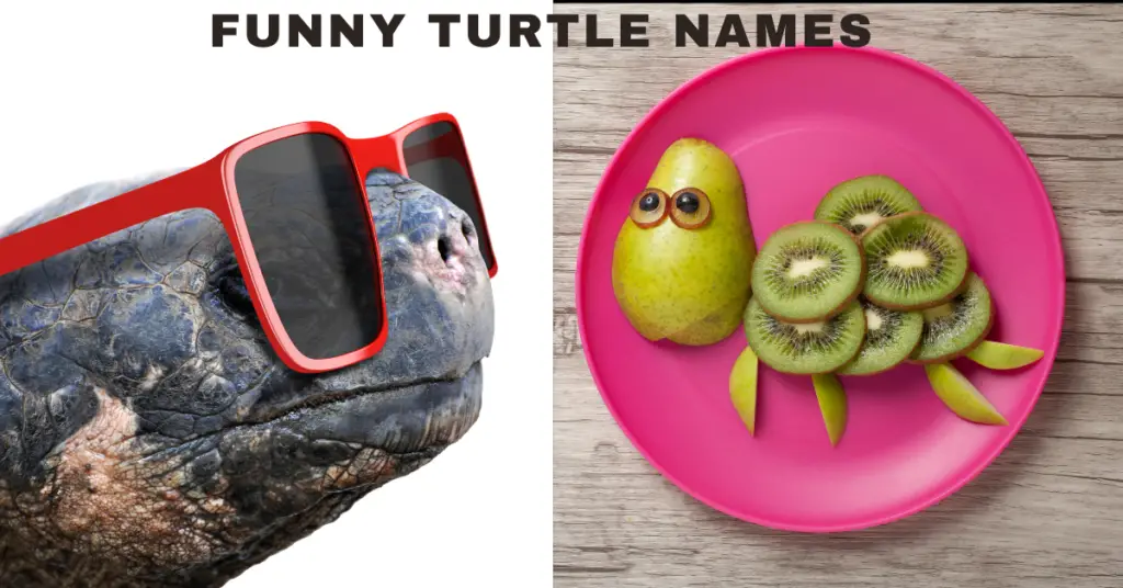 Funny Turtle Names