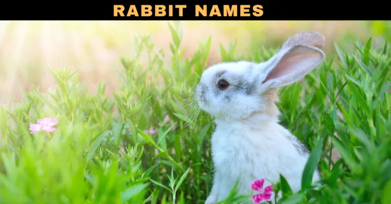 400+ Cute Rabbit Names For boy and Girl Rabbits – Bunny Names 2023