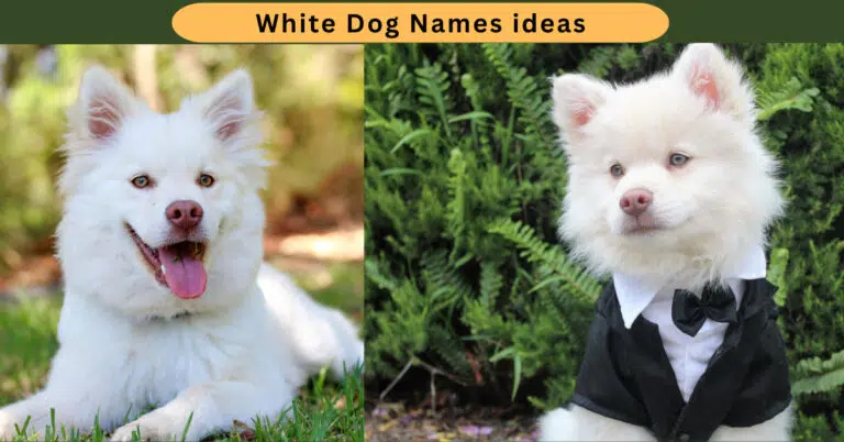 Unique White Dog Names | Unique Creative Ideas for Your Pup