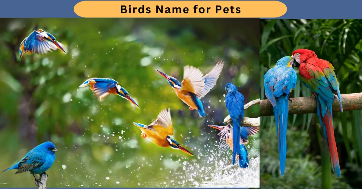Birds Name