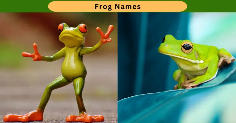Pet Frog Names Ideas | Cute, Cool, Famous, Unique Frog Names