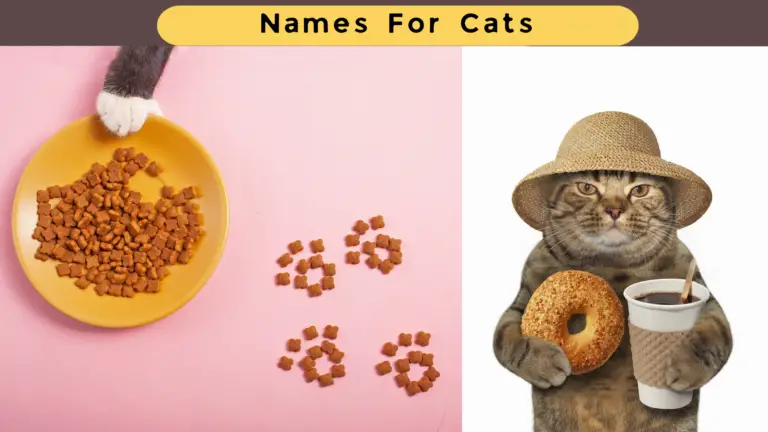 500+ Food Names For Cats | Unique Cat Name Ideas