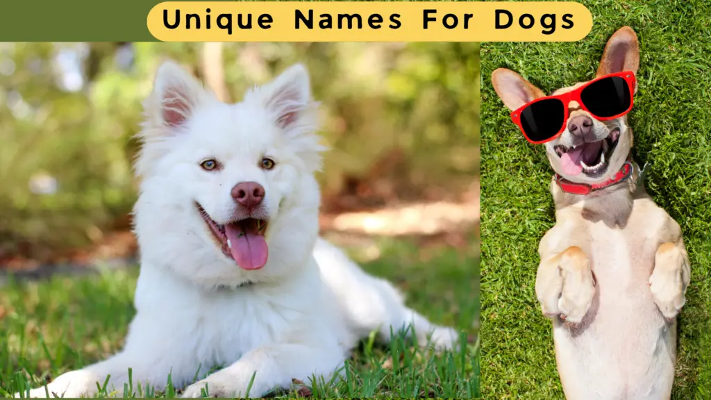 Australian Names For Dogs