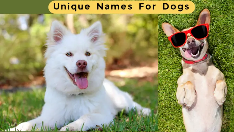 Unique Australian Names For Dogs | Choose the Best Name
