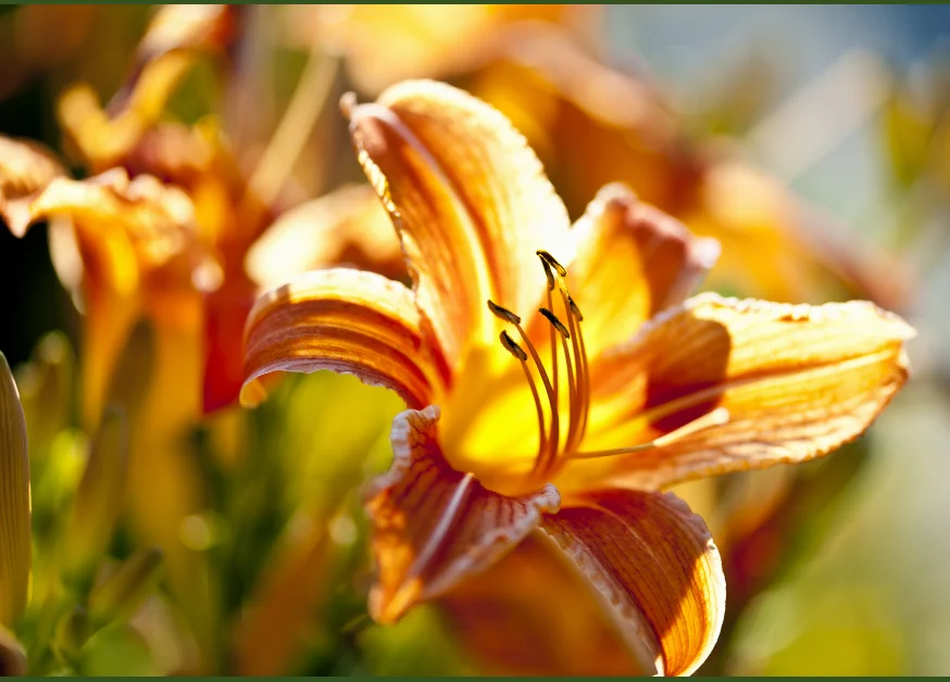 Tiger flower