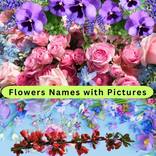 all flower names list 