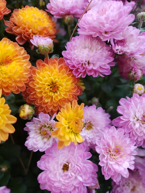 closeup of all Chrysanthemum flower
