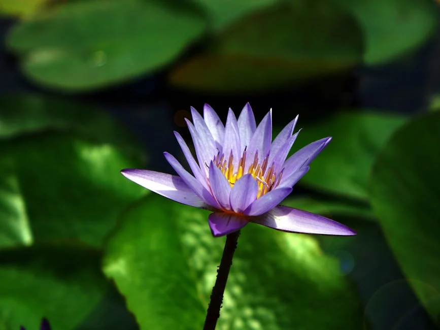 water lily flower pond aquatic 54087