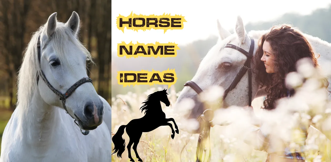 beautiful white hourse - Horse Names